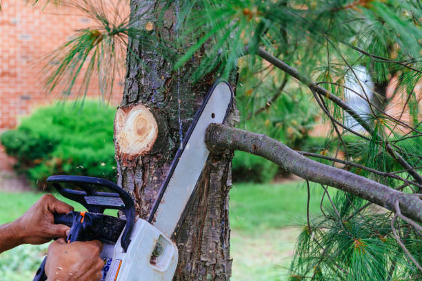 Best Arborist Consultation Services  in St Cloud, MN